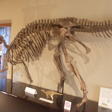 恐竜関連の展示も充実していました