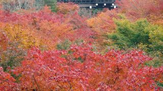 迫力ある紅葉に多くの人がやってきます