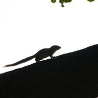 テラス横の木にはこんなかわいい子がちらほら