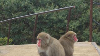 おさるとふれあえます