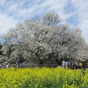 満開の桜！