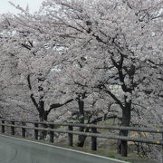 桜並木を車で並走できます