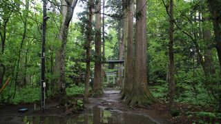 杉の大木に囲まれひっそりたたずむ神社