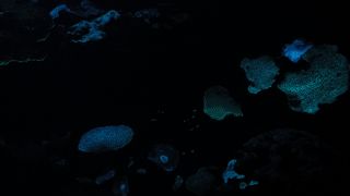 光るサンゴ綺麗です