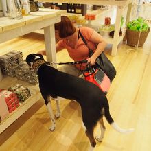 突然現れた大きな犬にビックリ。もちろんここは店内です。