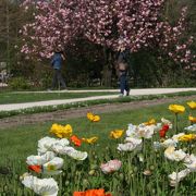 春には色々な種類の桜が咲くパリ市民の憩いの場　Jardin des Plantes@Paris