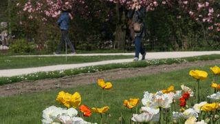 春には色々な種類の桜が咲くパリ市民の憩いの場　Jardin des Plantes@Paris