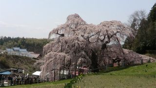 日本人なら生涯に一度は見ておきたい桜では？