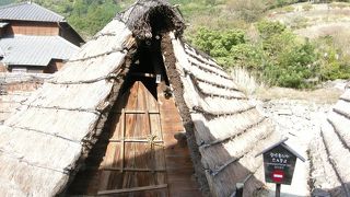 こうして採っているんですね