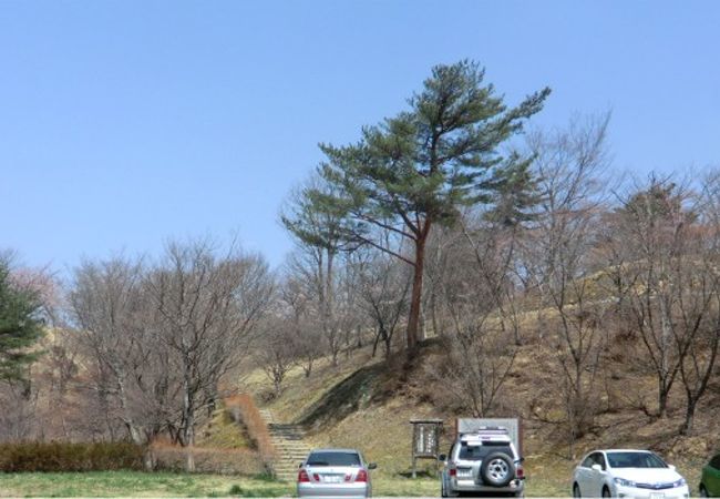 桜の花の時期がかなり遅い。