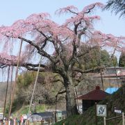 三春滝桜と並ぶ横綱級の枝垂れ桜