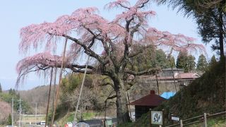 三春滝桜と並ぶ横綱級の枝垂れ桜