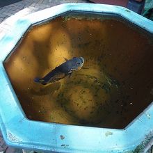 水鉢が目を楽しませてくれる