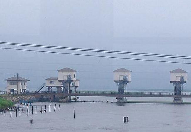 2022年桜だより・久御山東一口巨椋池排水機場前川堤桜並木・2