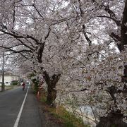 京都南部（久御山町）にある超穴場的花見スポットです！
