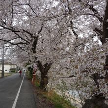 小川沿いにソメイヨシノが咲き誇ります