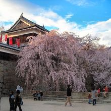 上田城と枝垂桜。今年は開花が早かった。2013年04月07日