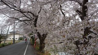 京都南部（久御山町）にある超穴場的花見スポットです！