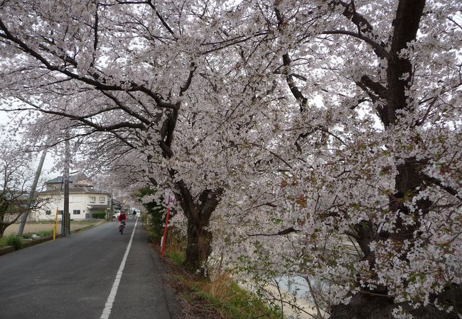 京都南部（久御山町）にある超穴場的花見スポットです！