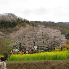 桜と菜の花