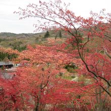 春もみじ