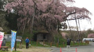 三春の滝桜の娘