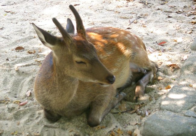 暑さで鹿も疲れ気味