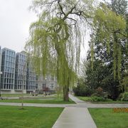 広大で、自然豊かなキャンパスの大学です。人類学博物館、植物園などもあります。行ってみる価値ありです