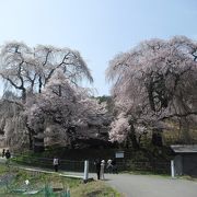 2本の枝垂桜