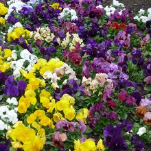 まだ寒かったですが，パンジーがたくさん咲いていました．