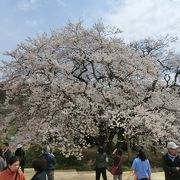 「八重の桜」オープニング