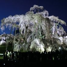 滝桜（夜）