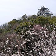 やはり満開の桜は美しい．妙見神社の方が親切に説明してくれた