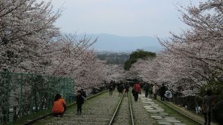 言わずとしれた桜の名所！