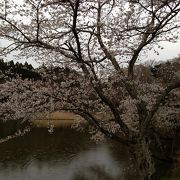 桜の名所ですが…分かりにくいです