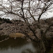 桜は綺麗でした