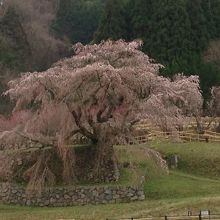 又兵衛桜