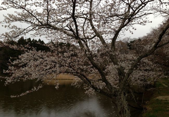 桜の名所ですが…分かりにくいです