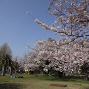 桜の名所にもなっている市民の憩いの公園♪