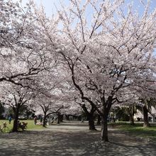 満開の染井吉野