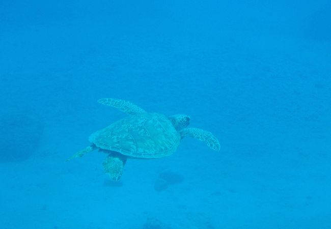 無駄のないオススメのボートダイブ