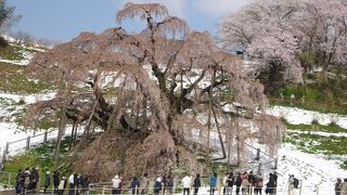 雪と滝桜