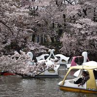 井の頭恩賜公園