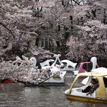 桜の時期は白鳥が渋滞します。
