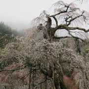樹勢落ち