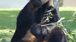 パンダといえばここ