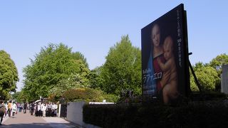 ルネサンス絵画の巨匠、ラファエロ展は開館前から超満員！、上野公園が好き！の巻