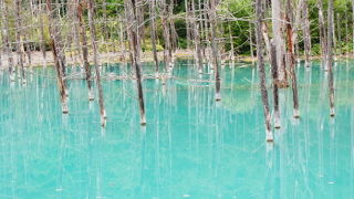 神秘的な美しさ