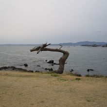 どこかかどうみても龍！