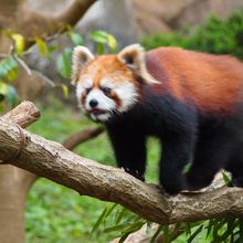 愛くるしいですねぇ。